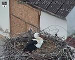 Capi_Dubne_20250421_173003.jpg