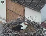 Capi_Dubne_20250421_175002.jpg