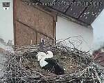 Capi_Dubne_20250421_185002.jpg
