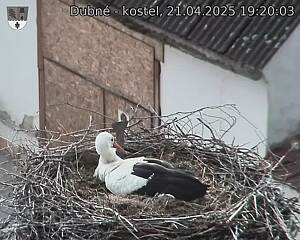 Capi_Dubne_20250421_192003.jpg (1350 x 1080)