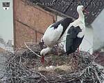Capi_Dubne_20250421_193503.jpg