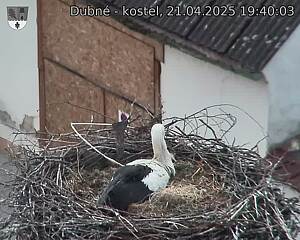 Capi_Dubne_20250421_194003.jpg (1350 x 1080)