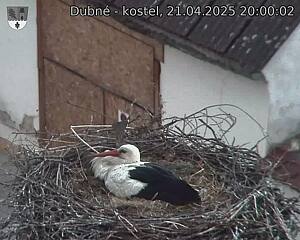 Capi_Dubne_20250421_200002.jpg (1350 x 1080)