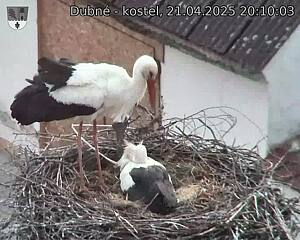 Capi_Dubne_20250421_201003.jpg (1350 x 1080)