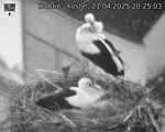Capi_Dubne_20250421_202503.jpg