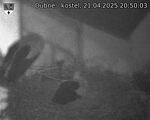 Capi_Dubne_20250421_205003.jpg