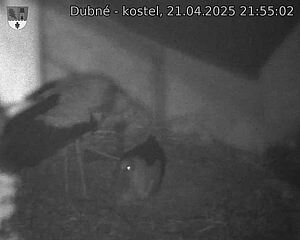 Capi_Dubne_20250421_215502.jpg (1350 x 1080)