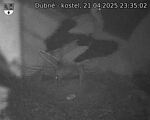 Capi_Dubne_20250421_233502.jpg