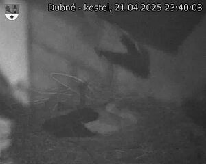 Capi_Dubne_20250421_234003.jpg (1350 x 1080)
