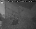 Capi_Dubne_20250422_014003.jpg