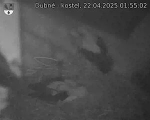 Capi_Dubne_20250422_015502.jpg (1350 x 1080)