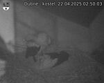 Capi_Dubne_20250422_025003.jpg