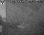 Capi_Dubne_20250422_042502.jpg