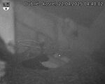 Capi_Dubne_20250422_044002.jpg
