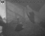 Capi_Dubne_20250422_050502.jpg