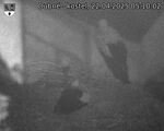 Capi_Dubne_20250422_051002.jpg