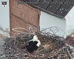 Capi_Dubne_20250422_060003.jpg