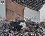 Capi_Dubne_20250422_070003.jpg