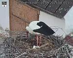 Capi_Dubne_20250422_080503.jpg