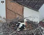 Capi_Dubne_20250422_082503.jpg