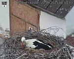 Capi_Dubne_20250422_085003.jpg