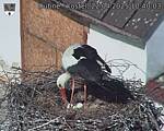 Capi_Dubne_20250422_104003.jpg