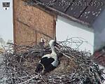 Capi_Dubne_20250422_112503.jpg