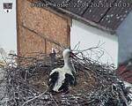 Capi_Dubne_20250422_114003.jpg