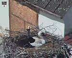 Capi_Dubne_20250422_123003.jpg