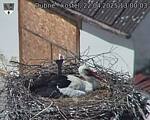 Capi_Dubne_20250422_130003.jpg