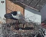Capi_Dubne_20250422_131003.jpg