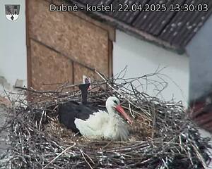 Capi_Dubne_20250422_133003.jpg (1350 x 1080)
