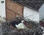 Capi_Dubne_20250422_134003.jpg