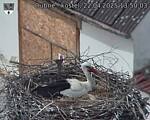 Capi_Dubne_20250422_135003.jpg