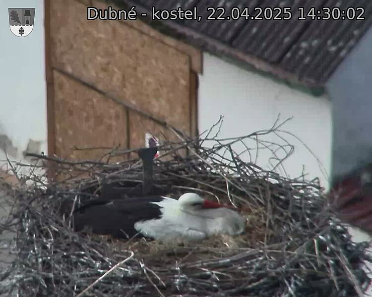 Capi_Dubne_20250422_143002.jpg (1350 x 1080)