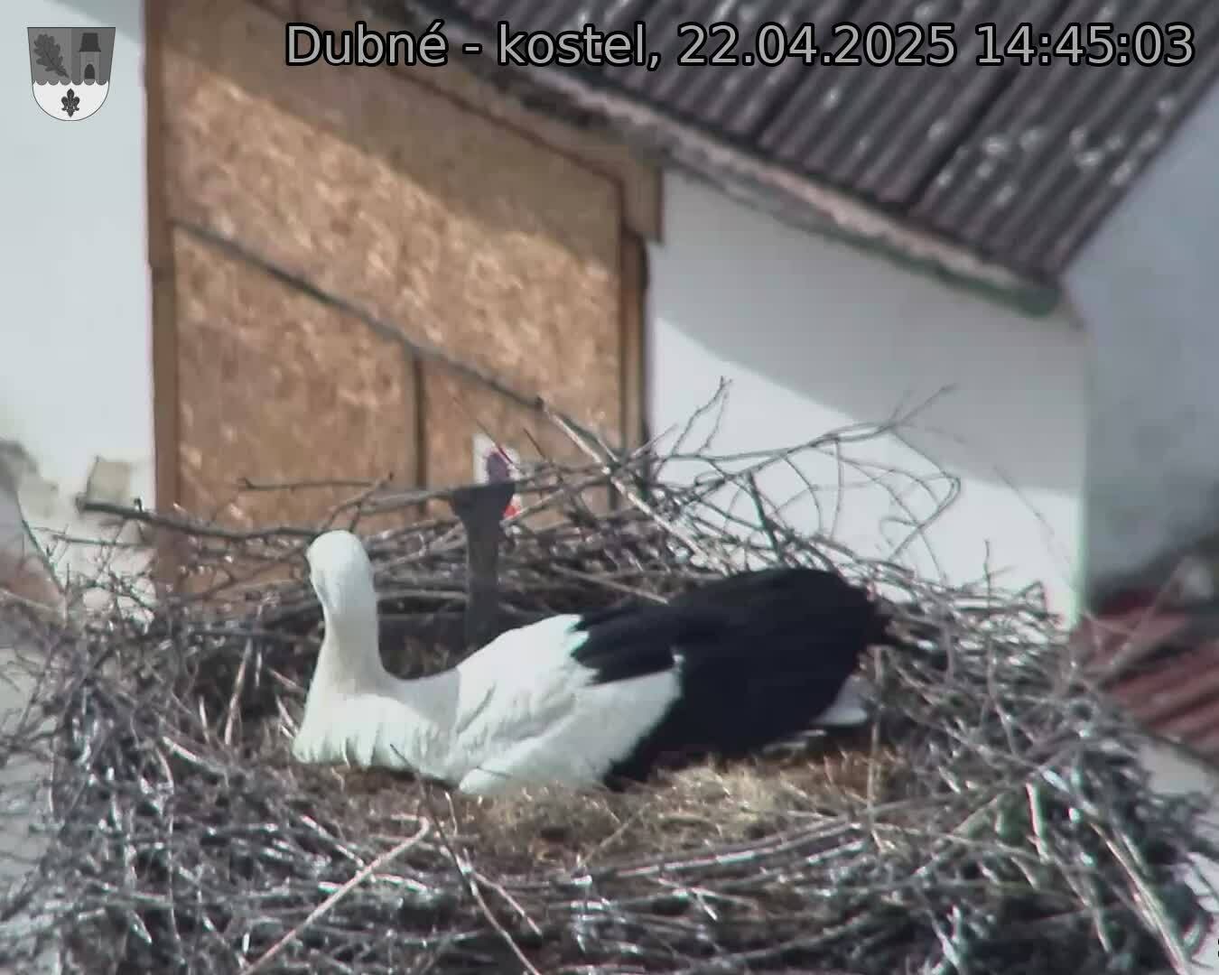 Capi_Dubne_20250422_144503.jpg (1350 x 1080)