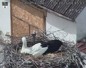 Capi_Dubne_20250422_144503.jpg (1350 x 1080)