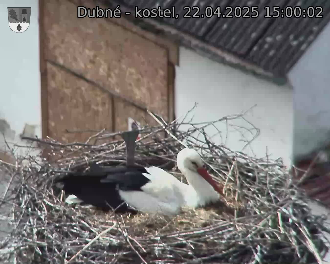 Capi_Dubne_20250422_150002.jpg (1350 x 1080)