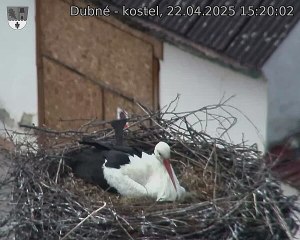 Capi_Dubne_20250422_152002.jpg (1350 x 1080)