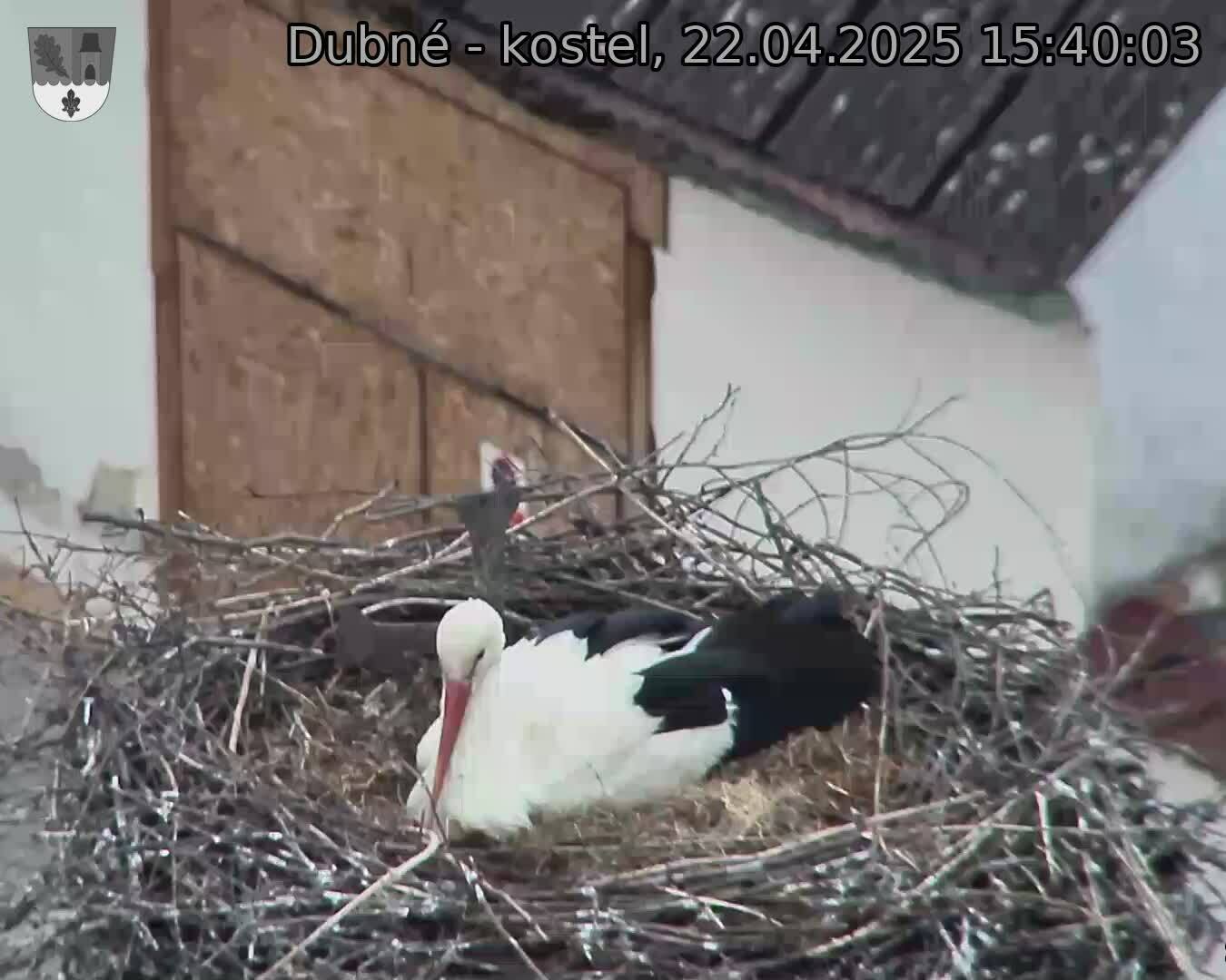 Capi_Dubne_20250422_154003.jpg (1350 x 1080)