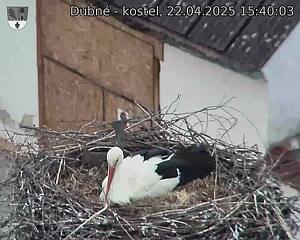 Capi_Dubne_20250422_154003.jpg (1350 x 1080)