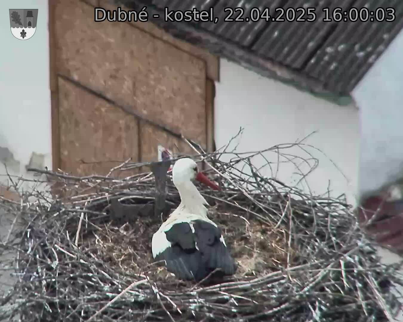 Capi_Dubne_20250422_160003.jpg (1350 x 1080)