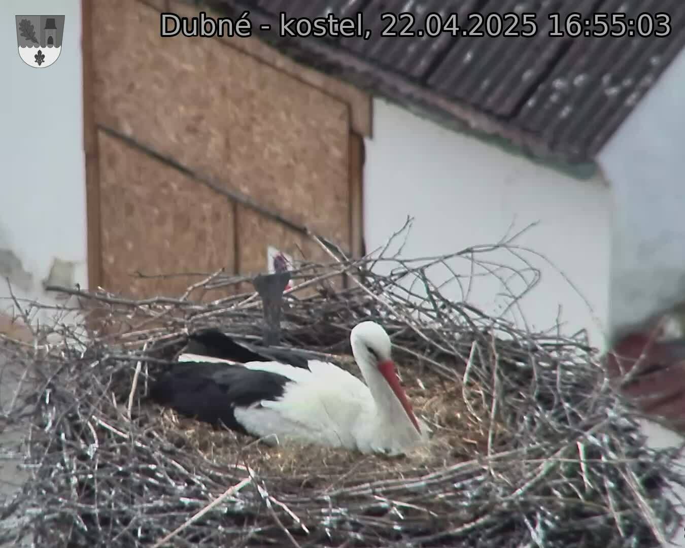 Capi_Dubne_20250422_165503.jpg (1350 x 1080)