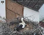 Capi_Dubne_20250422_175003.jpg