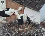 Capi_Dubne_20250422_184003.jpg