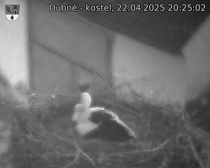 Capi_Dubne_20250422_202502.jpg (1350 x 1080)