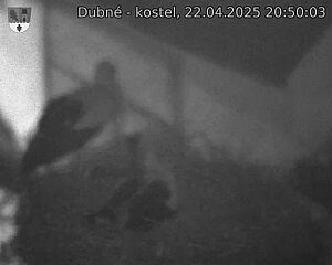 Capi_Dubne_20250422_205003.jpg (1350 x 1080)
