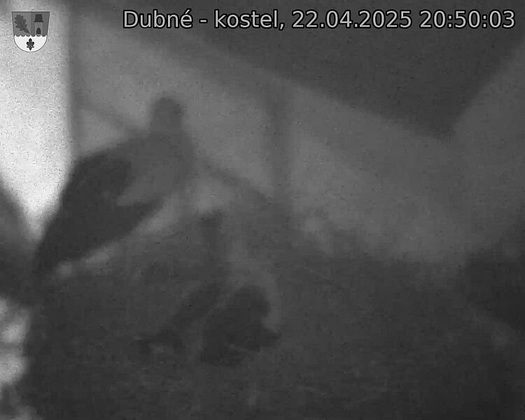 Capi_Dubne_20250422_205003.jpg (1350 x 1080)