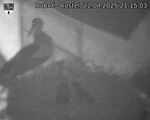 Capi_Dubne_20250422_211503.jpg