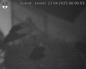 Capi_Dubne_20250423_000003.jpg (1350 x 1080)